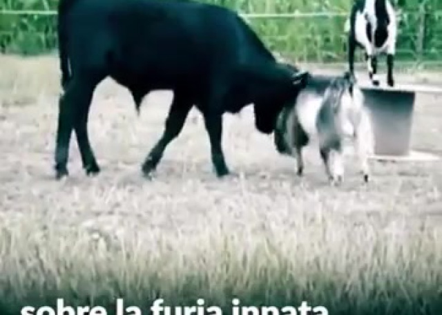 NO QUEREMOS QUE HAYA MÁS  MALTRATO ANIMAL
