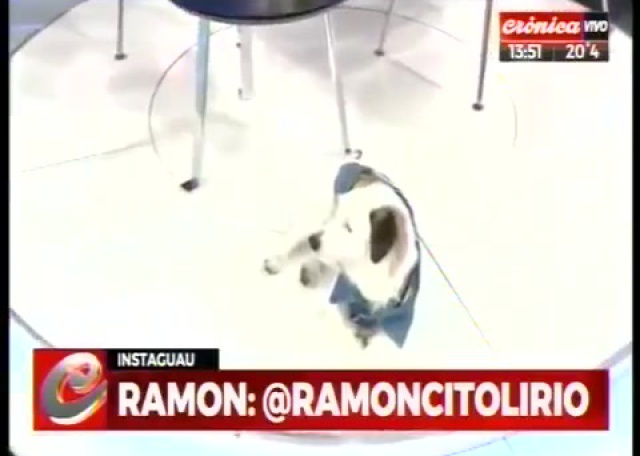 ENTREVISTA A  MASCOTAS EN ADOPCIÓN- Mirá lo que hacemos!